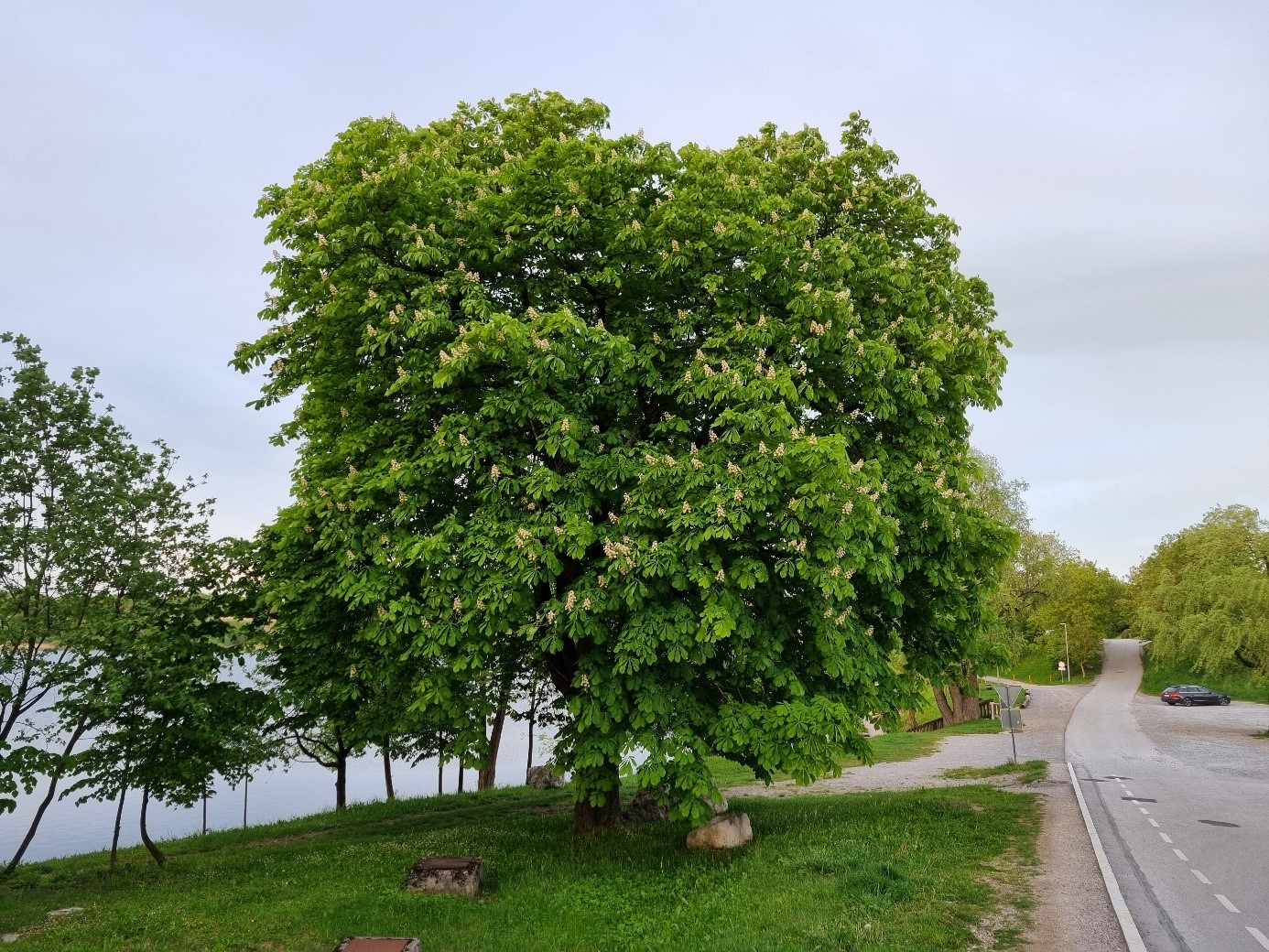 Divji kostanj – Aesculus hippocastanum – Trnjava pri Ribiču